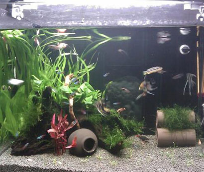家裡養魚有什麼好處 養魚能陶冶情操