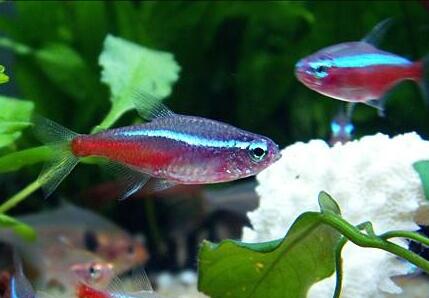 什麼水養魚最好 選擇最佳的飼養用水