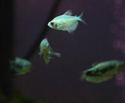 養魚有腥味怎麼辦 要注意定期換水