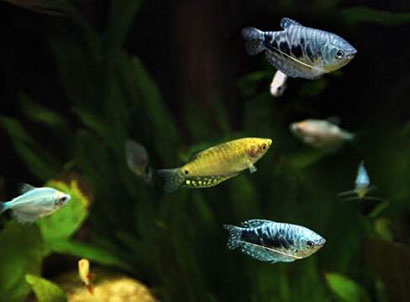 冬天如何養魚 要控制好水溫