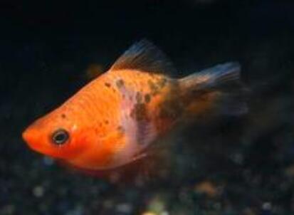 養魚要用什麼過濾好 選擇合適的過濾方式