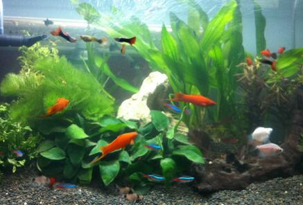 養魚要看風水嗎 放置魚缸比較講究