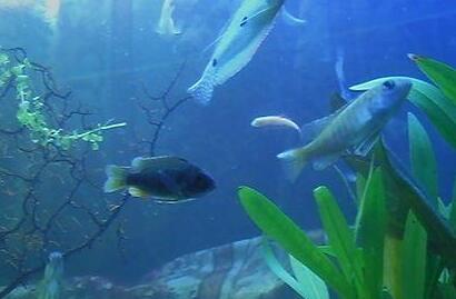 辦公室如何養魚 魚兒總數必須是單數