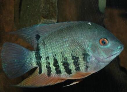 英麗魚吃什麼 幼魚投喂速凍紅蟲