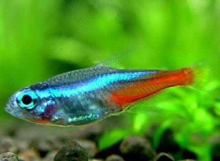 血翅魚好養嗎 血翅魚很容易飼養