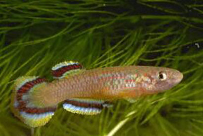 愛琴魚怎麼養 換水有利於改變水質
