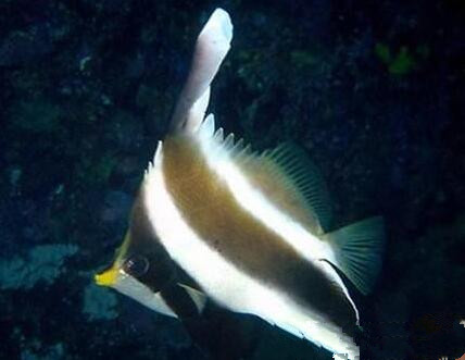 羽毛關刀怎麼養 成魚通常喜歡成對生活