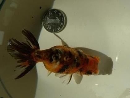棕色高頭翻鰓金魚吃什麼 是雜食性魚類
