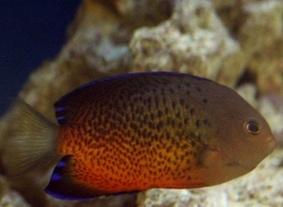 紅閃電魚吃什麼 該魚對食物要求較高