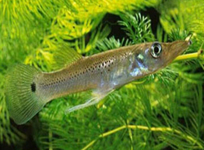 茅尖魚怎麼養 水族箱飼養水溫22-25℃