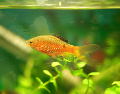 熱帶魚吃什麼 喜歡吃動物性餌料