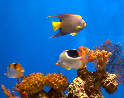 哪些熱帶魚可以混養 熱帶魚的混養原則