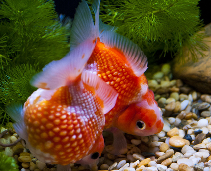 養魚喂什麼好 所喂餌料保證新鮮