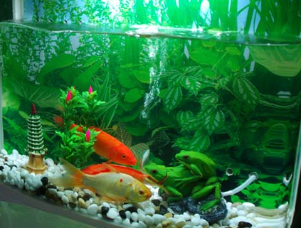 養魚幾天換水 忌諱大面積翻動底砂