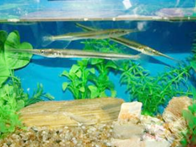 針嘴魚怎麼養 建議飼養水溫為22-26℃