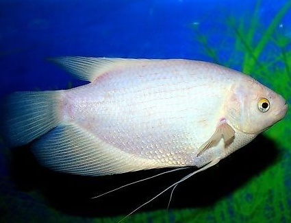 古戰艦魚吃什麼 對綠色食物很為偏愛