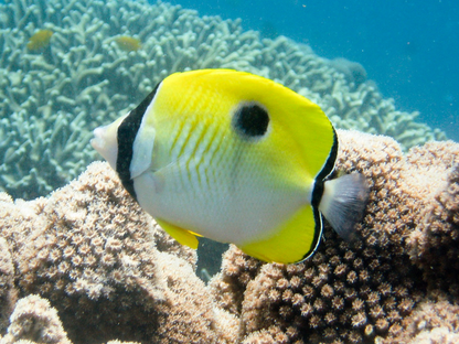 單斑蝴蝶魚怎麼養 一定要注意水質