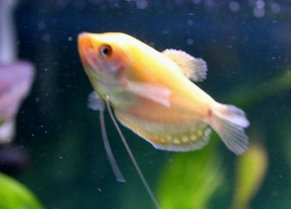 黃曼龍魚怎麼養 該魚對水質要求不嚴