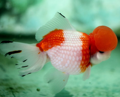 珍珠金魚多大不容易死 注意飼養技巧