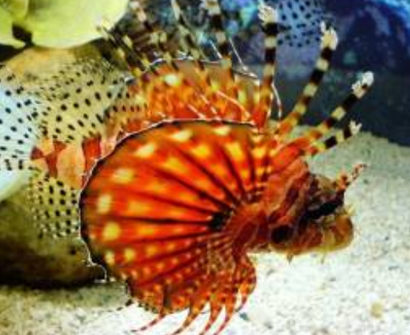 三棘獅子魚怎麼養 不可與小魚混養