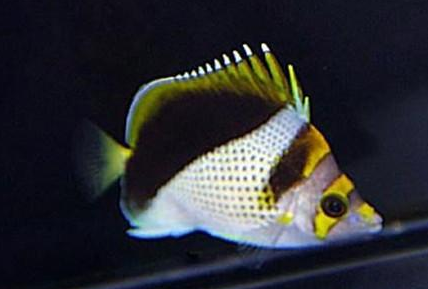 暗帶蝴蝶魚怎麼養 健康而容易飼養