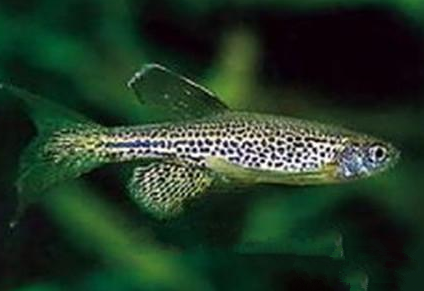 豹紋斑馬魚怎麼養 一般飼養在水草缸中