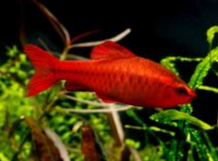 櫻桃燈魚怎麼養 該魚飼養難度不大