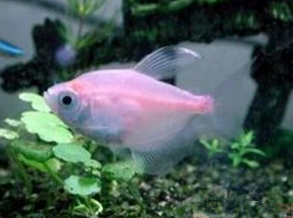 紅裙魚怎麼養 飼養環境必須保持安靜