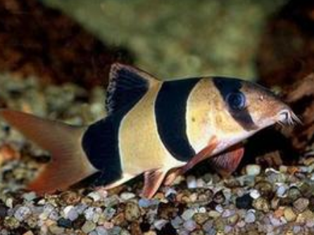 三間鼠魚吃什麼 愛吃動物性活飼料