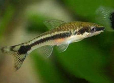 小精靈魚好養嗎 該魚比較好飼養