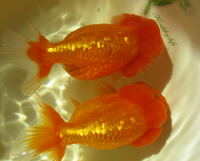 紅虎頭金魚吃什麼 食物要合理搭配