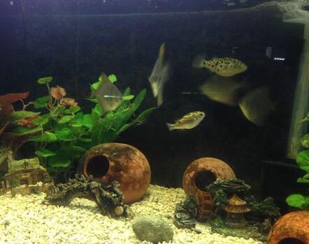 觀賞魚如何養殖 養好魚要先學會買好魚