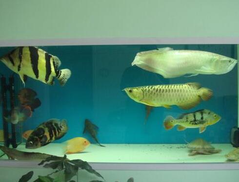 觀賞魚吃什麼 一般喂食飼料或動物性餌料