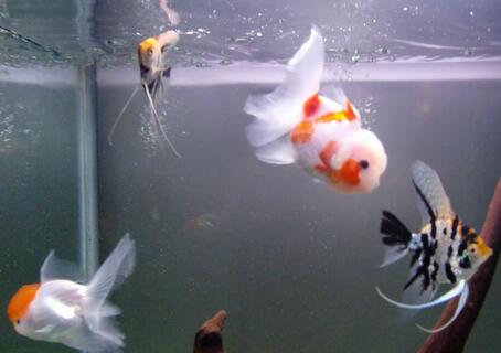怎樣飼養觀賞魚 金魚的飼養要點