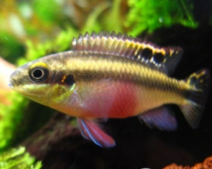 紅肚鳳凰魚吃什麼 它們是雜食性的魚類
