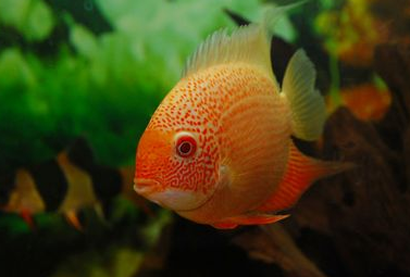 金菠蘿魚吃什麼 幼魚不愛吃人工飼料