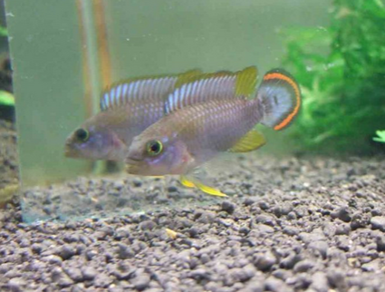霸王短鲷吃什麼 該魚屬於雜食性的魚類