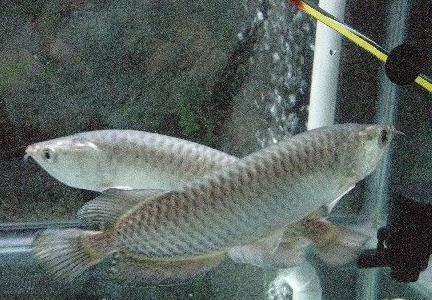 澳洲星點怎麼繁殖 龍魚繁殖的水體要寬