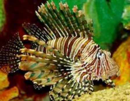 短須獅子魚吃什麼 該魚以活食為主