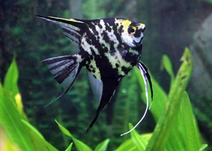 埃及神仙魚吃什麼 屬於雜食性的魚類