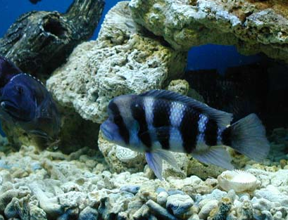 短鼻六間魚怎麼養 該魚對水質要求不高