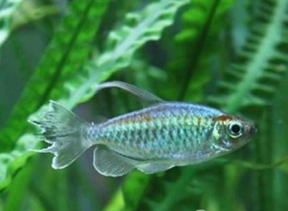 剛果扯旗魚吃什麼 以動物性餌料為主