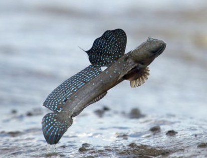 大彈塗魚吃什麼 主要以底棲硅藻為食