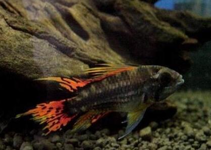 鳳尾短鲷吃什麼 該魚最好不要混養