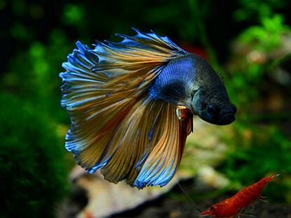斗魚好養嗎 是較容易飼養的水族品種