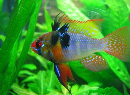 七彩鳳凰魚怎麼養 對水質要求不高