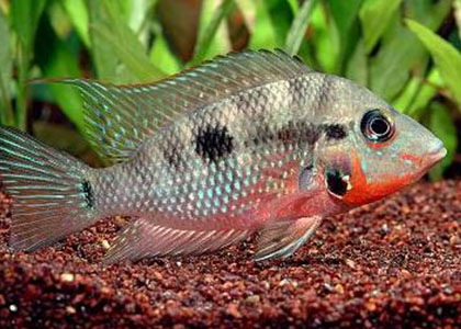 火口魚怎麼養 該魚對水質要求不苛刻