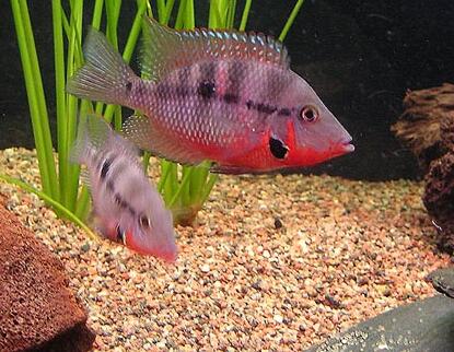 火口魚吃什麼 愛吃動物性活餌料