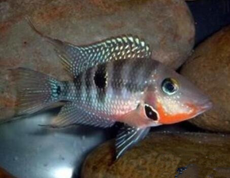 火口魚怎麼繁殖 該魚繁殖不算困難