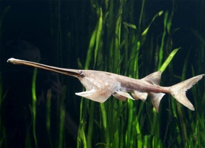 象鼻魚怎麼養 適宜水溫為24-29℃
